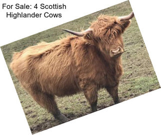 For Sale: 4 Scottish Highlander Cows