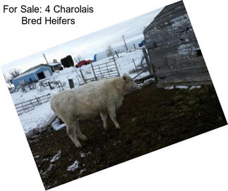 For Sale: 4 Charolais Bred Heifers