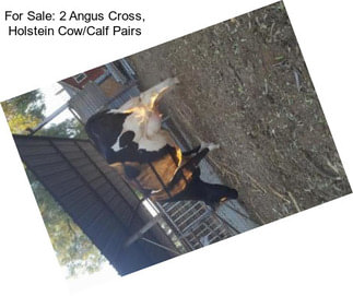 For Sale: 2 Angus Cross, Holstein Cow/Calf Pairs