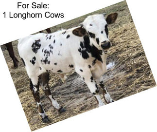 For Sale: 1 Longhorn Cows