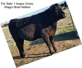 For Sale: 1 Angus Cross, Wagyu Bred Heifers