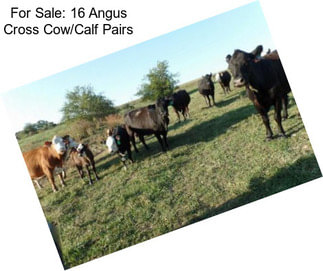 For Sale: 16 Angus Cross Cow/Calf Pairs