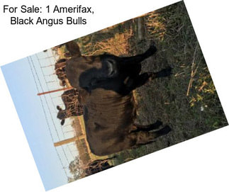 For Sale: 1 Amerifax, Black Angus Bulls