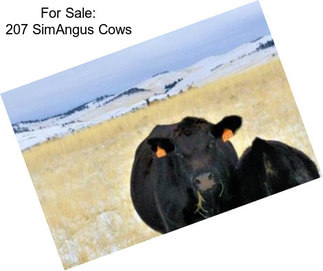 For Sale: 207 SimAngus Cows