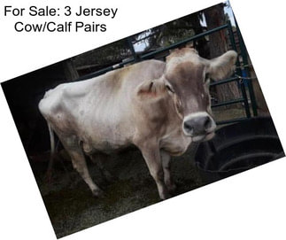 For Sale: 3 Jersey Cow/Calf Pairs