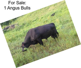 For Sale: 1 Angus Bulls