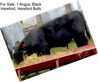 For Sale: 1 Angus, Black Hereford, Hereford Bulls