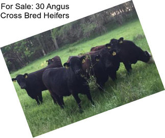 For Sale: 30 Angus Cross Bred Heifers