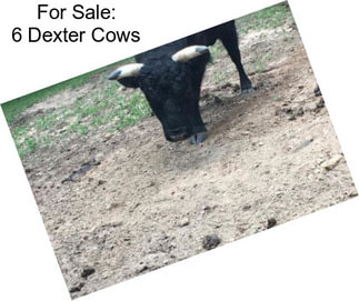 For Sale: 6 Dexter Cows