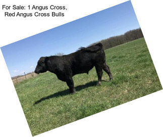 For Sale: 1 Angus Cross, Red Angus Cross Bulls