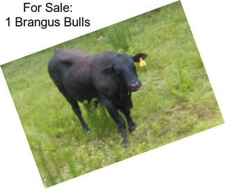 For Sale: 1 Brangus Bulls