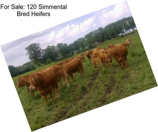 For Sale: 120 Simmental Bred Heifers