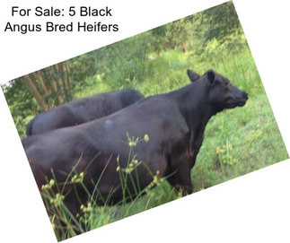 For Sale: 5 Black Angus Bred Heifers