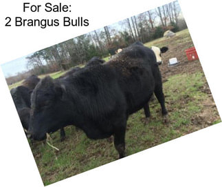 For Sale: 2 Brangus Bulls