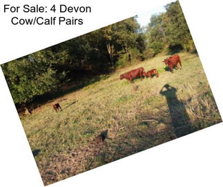 For Sale: 4 Devon Cow/Calf Pairs