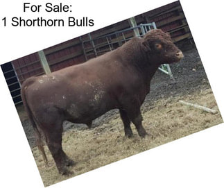 For Sale: 1 Shorthorn Bulls