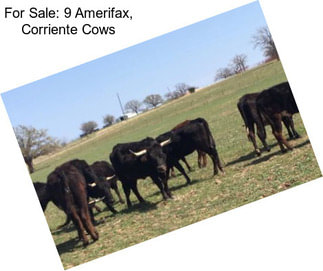 For Sale: 9 Amerifax, Corriente Cows