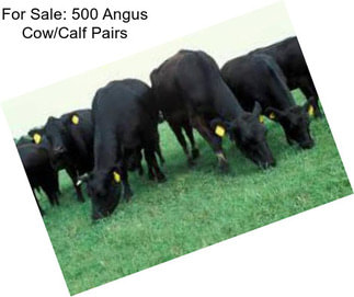 For Sale: 500 Angus Cow/Calf Pairs