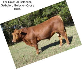 For Sale: 20 Balancer, Gelbvieh, Gelbvieh Cross Bulls