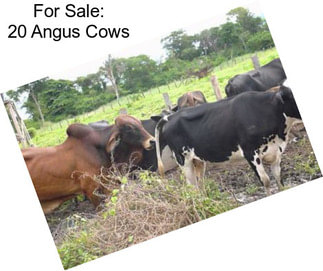 For Sale: 20 Angus Cows