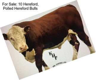 For Sale: 10 Hereford, Polled Hereford Bulls
