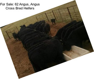 For Sale: 62 Angus, Angus Cross Bred Heifers