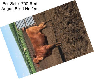 For Sale: 700 Red Angus Bred Heifers
