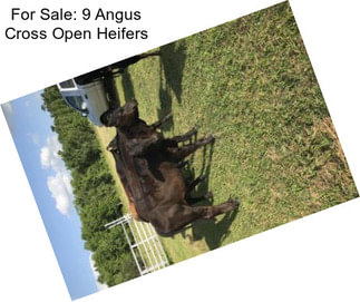 For Sale: 9 Angus Cross Open Heifers
