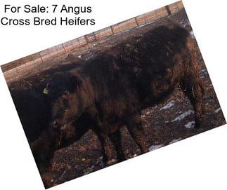 For Sale: 7 Angus Cross Bred Heifers