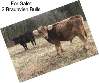 For Sale: 2 Braunvieh Bulls