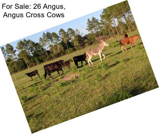 For Sale: 26 Angus, Angus Cross Cows
