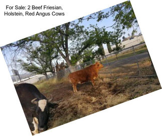 For Sale: 2 Beef Friesian, Holstein, Red Angus Cows