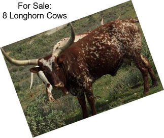 For Sale: 8 Longhorn Cows