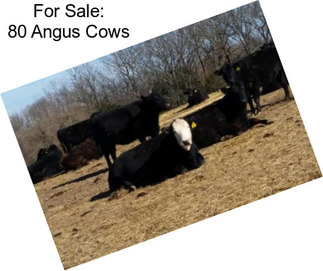 For Sale: 80 Angus Cows
