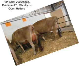 For Sale: 200 Angus, Brahman F1, Shorthorn Open Heifers