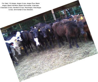 For Sale: 110 Angus, Angus Cross, Angus Plus, Black Angus, Black Hereford, Black Simmental, Charolais, Charolais Cross, Hereford Cross, Red Angus, Red Angus Cross, Simmental Cross Stockers