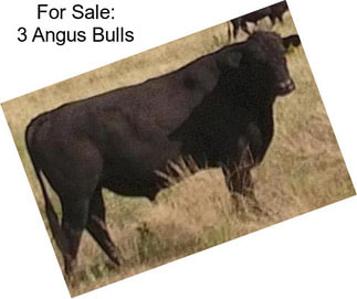 For Sale: 3 Angus Bulls