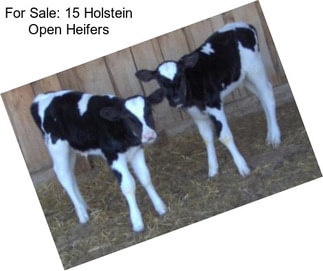 For Sale: 15 Holstein Open Heifers