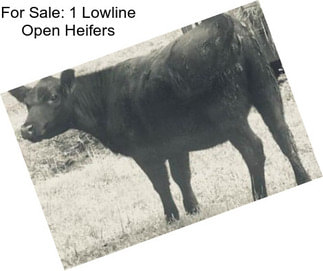 For Sale: 1 Lowline Open Heifers