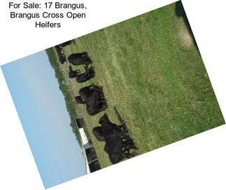 For Sale: 17 Brangus, Brangus Cross Open Heifers