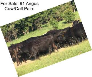 For Sale: 91 Angus Cow/Calf Pairs