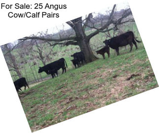 For Sale: 25 Angus Cow/Calf Pairs