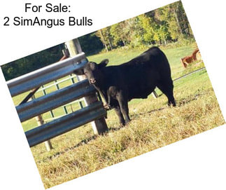 For Sale: 2 SimAngus Bulls
