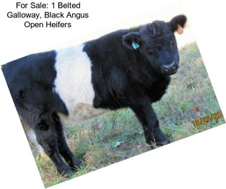 For Sale: 1 Belted Galloway, Black Angus Open Heifers