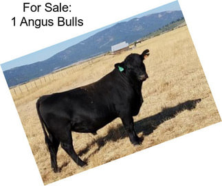 For Sale: 1 Angus Bulls