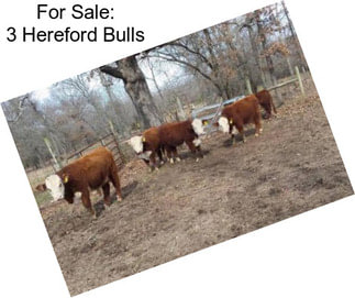 For Sale: 3 Hereford Bulls