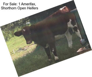For Sale: 1 Amerifax, Shorthorn Open Heifers