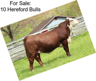 For Sale: 10 Hereford Bulls