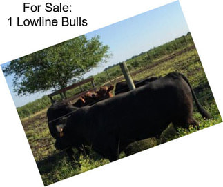 For Sale: 1 Lowline Bulls