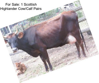 For Sale: 1 Scottish Highlander Cow/Calf Pairs